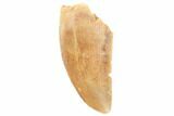 Serrated, .8" Raptor Tooth - Real Dinosaur Tooth - #196428-1